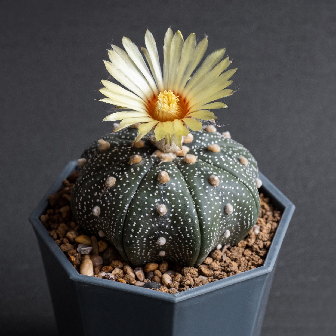 カブトマル 兜丸 Astrophytum Asterias 花言葉 学名 よくある質問 Picturethis