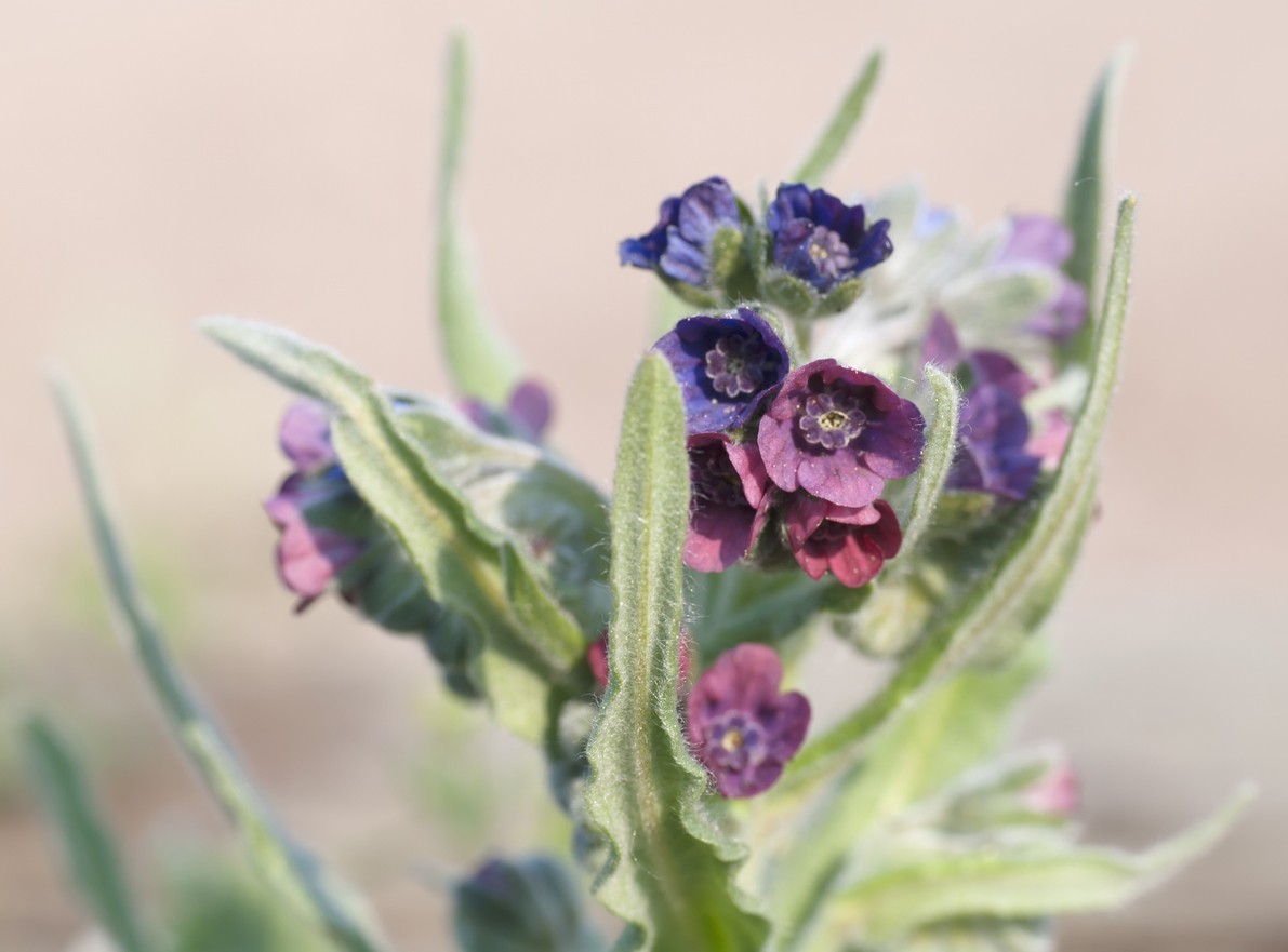 Cynoglossum germanicum - PictureThis