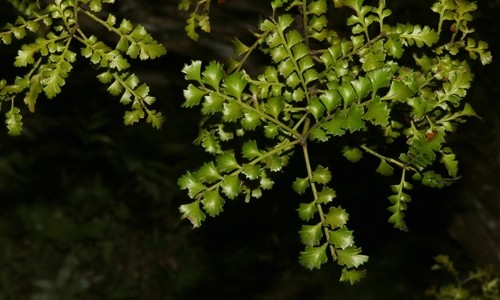 Phyllocladus trichomanoides - PictureThis