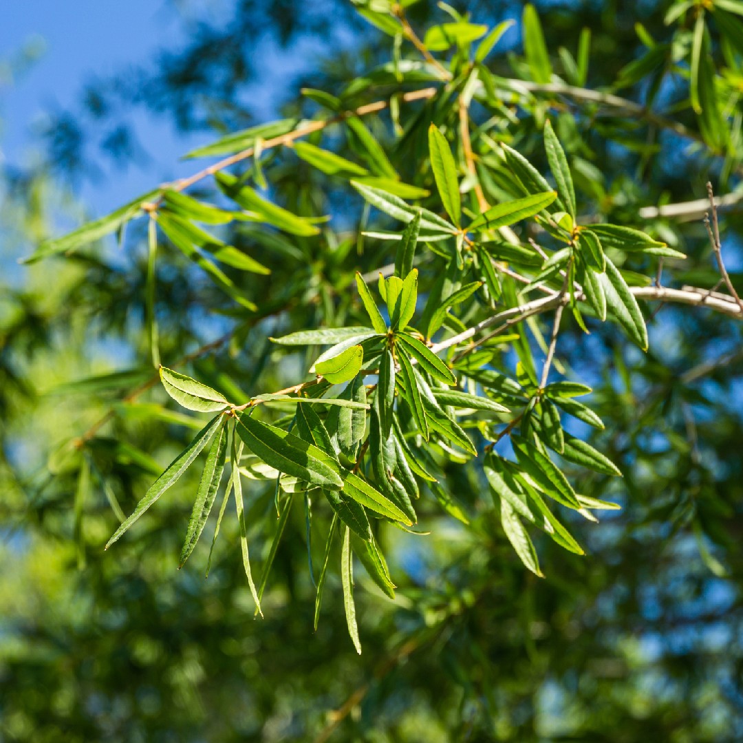 Weiden-Eiche Quercus phellos Pflanze 25-30cm Weidenblättrige Eiche Rarität 