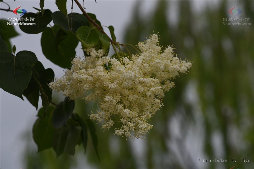 マンシュウハシドイ Syringa Reticulata Subsp Amurensis 花言葉 毒性 よくある質問 Picturethis