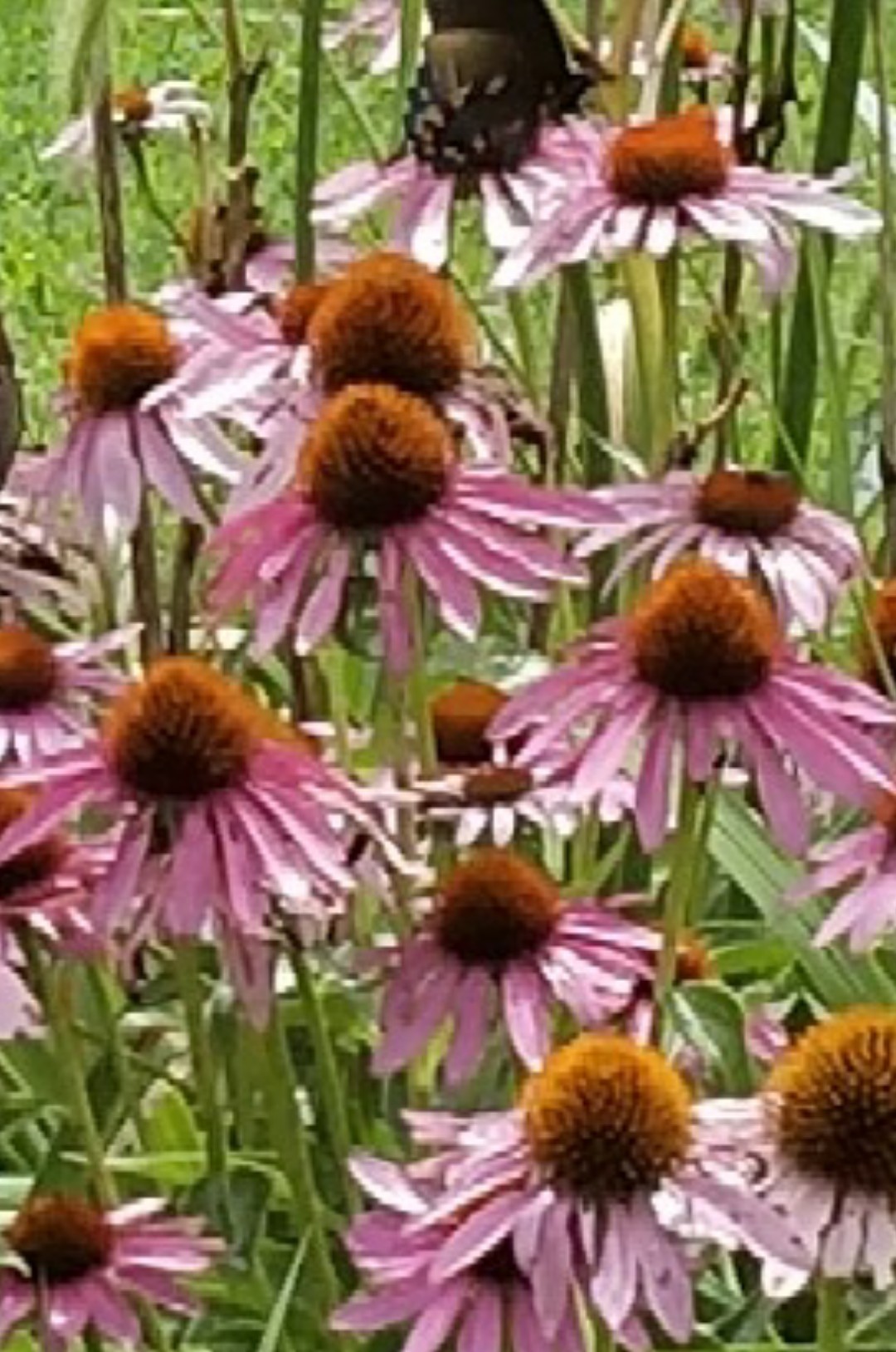 Echinacea purpurea 'Rubinglow' PictureThis
