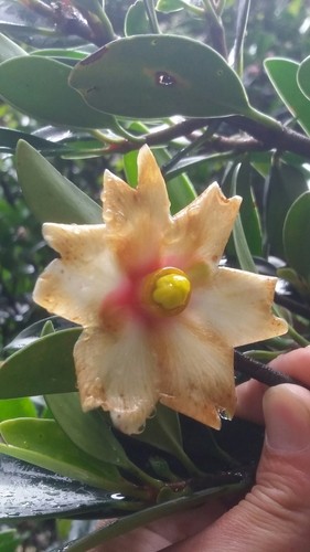 Clusia 花言葉 学名 よくある質問 Picturethis