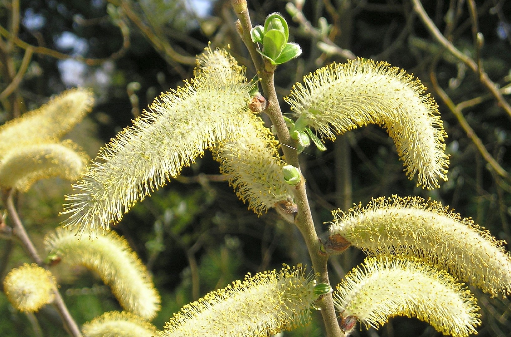 Salix hookeriana PictureThis