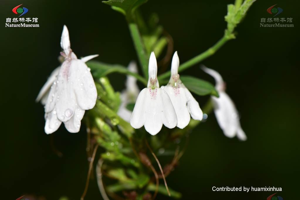 Snake jasmine (Rhinacanthus nasutus) Flower, Leaf, Care, Uses PictureThis