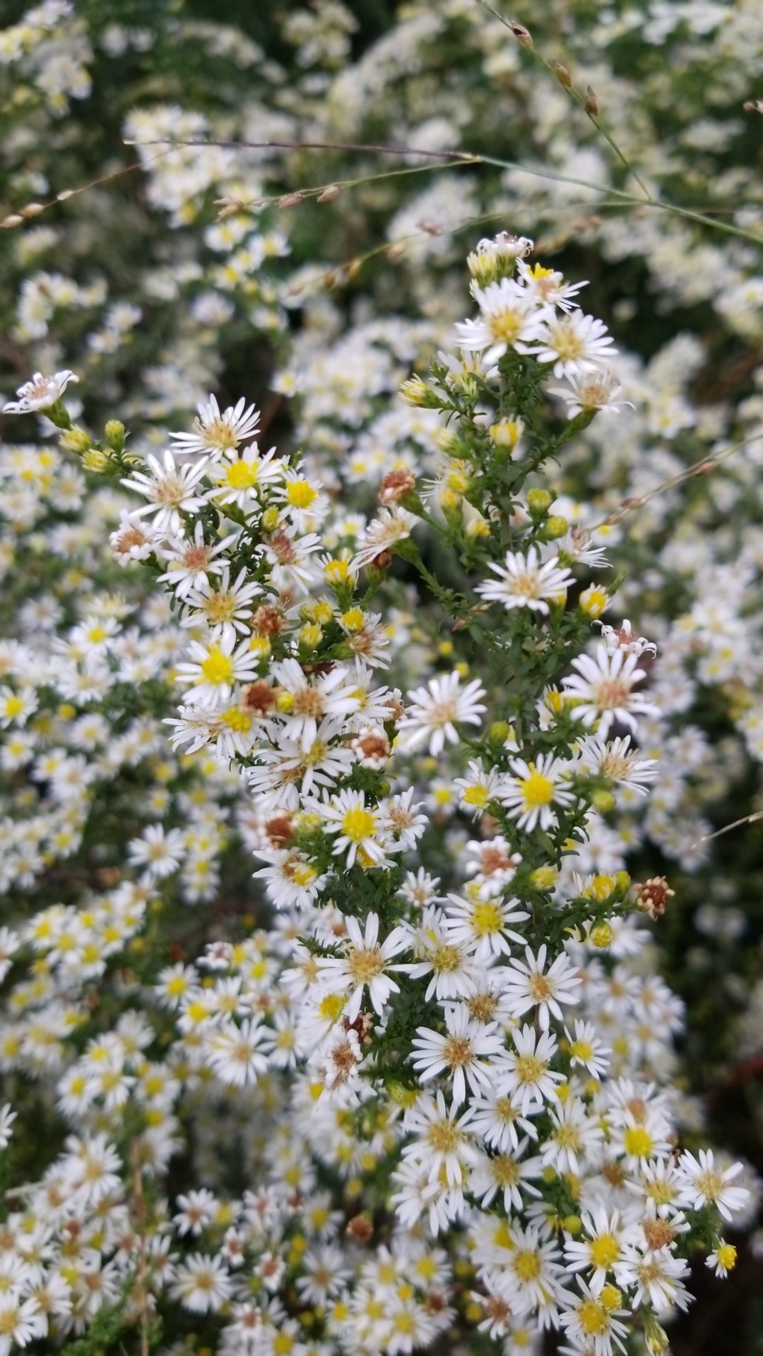 Aster Ericoides Brimstone PictureThis Aster Ericoides Brimstone PictureThis