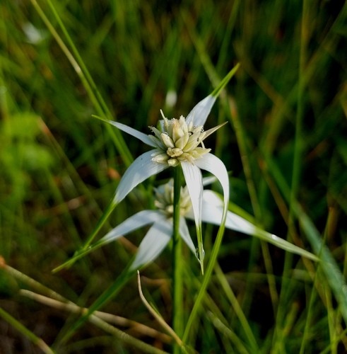 Rhynchospora PictureThis