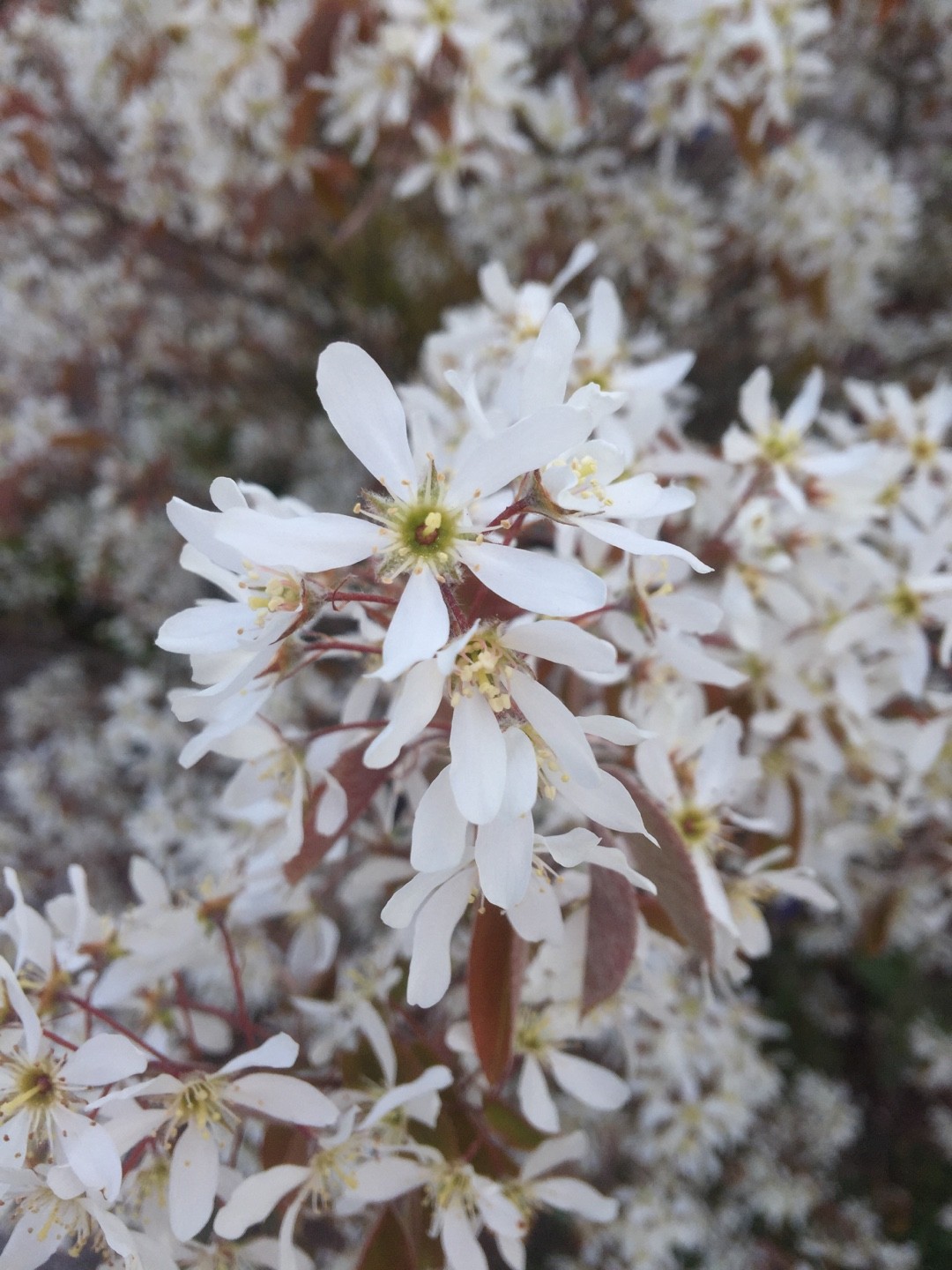 Amelanchier × grandiflora 'La Paloma' (Amelanchier × grandiflora 'La ...