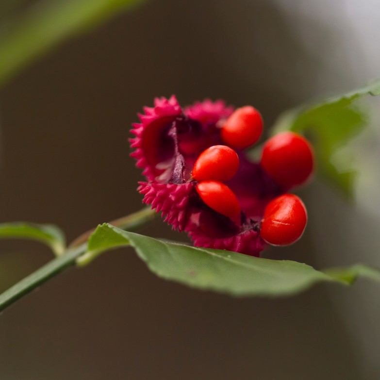 Euonymus Americanus Euonymus Americanus Picturethis Euonymus Americanus Euonymus Americanus Picturethis