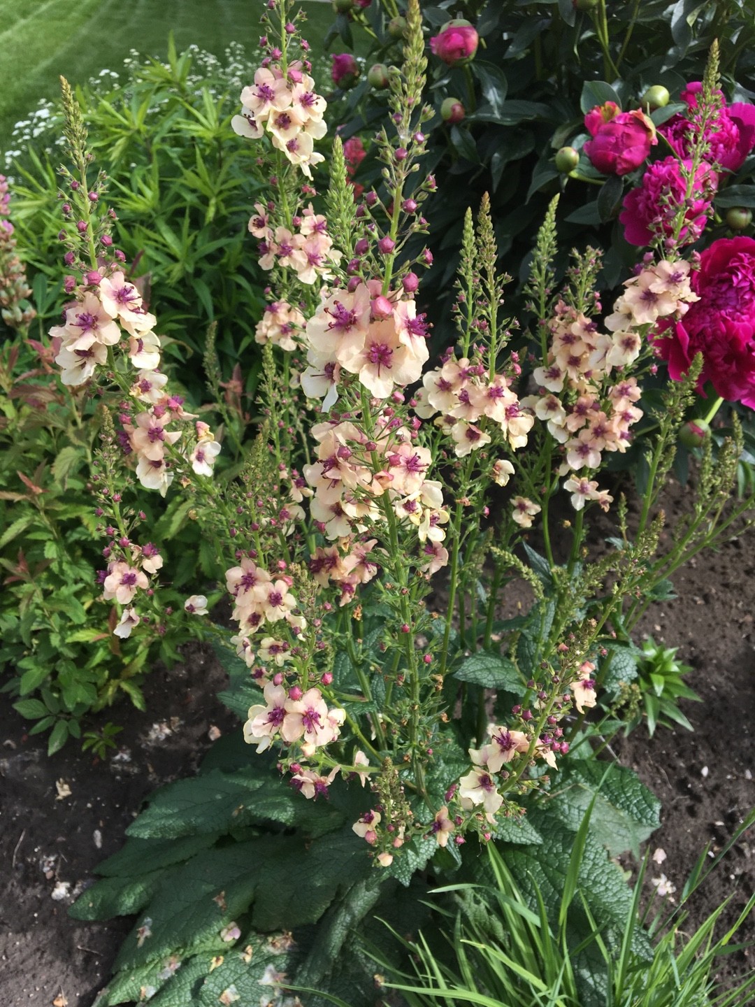 Verbascum × hybrida 'Southern Charm’ PictureThis