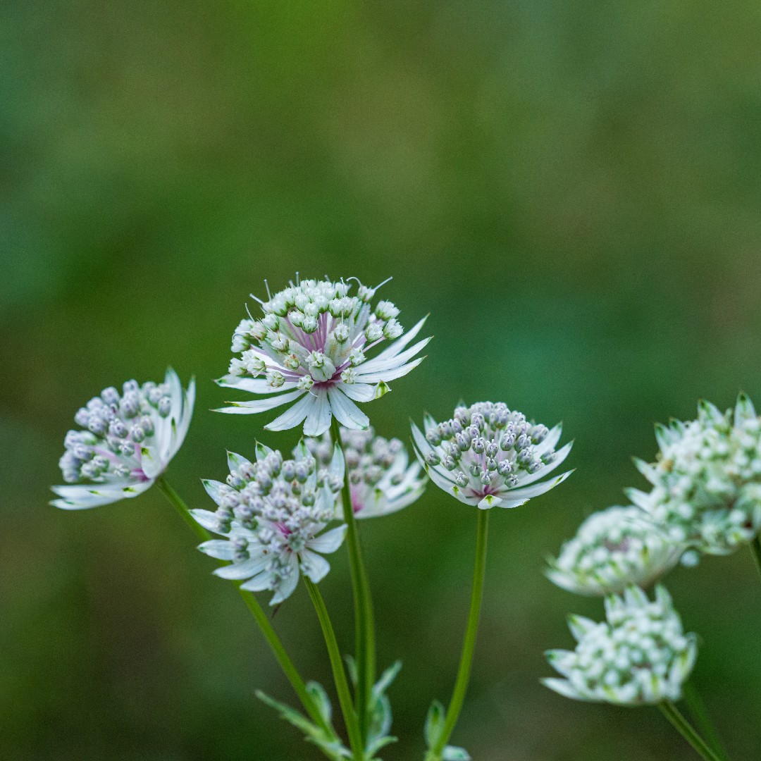 Astrantia Major 花言葉 学名 よくある質問 Picturethis