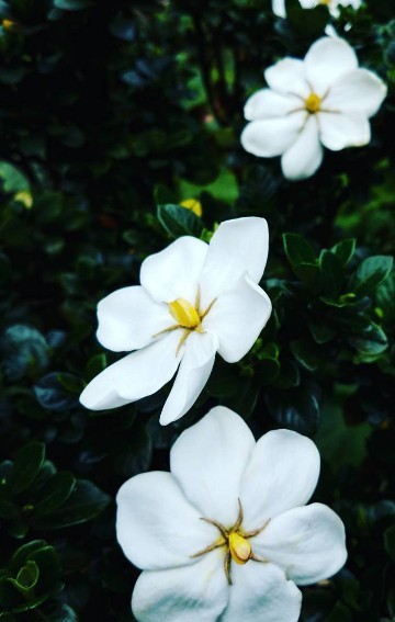 Gardenia (Gardenia) PictureThis
