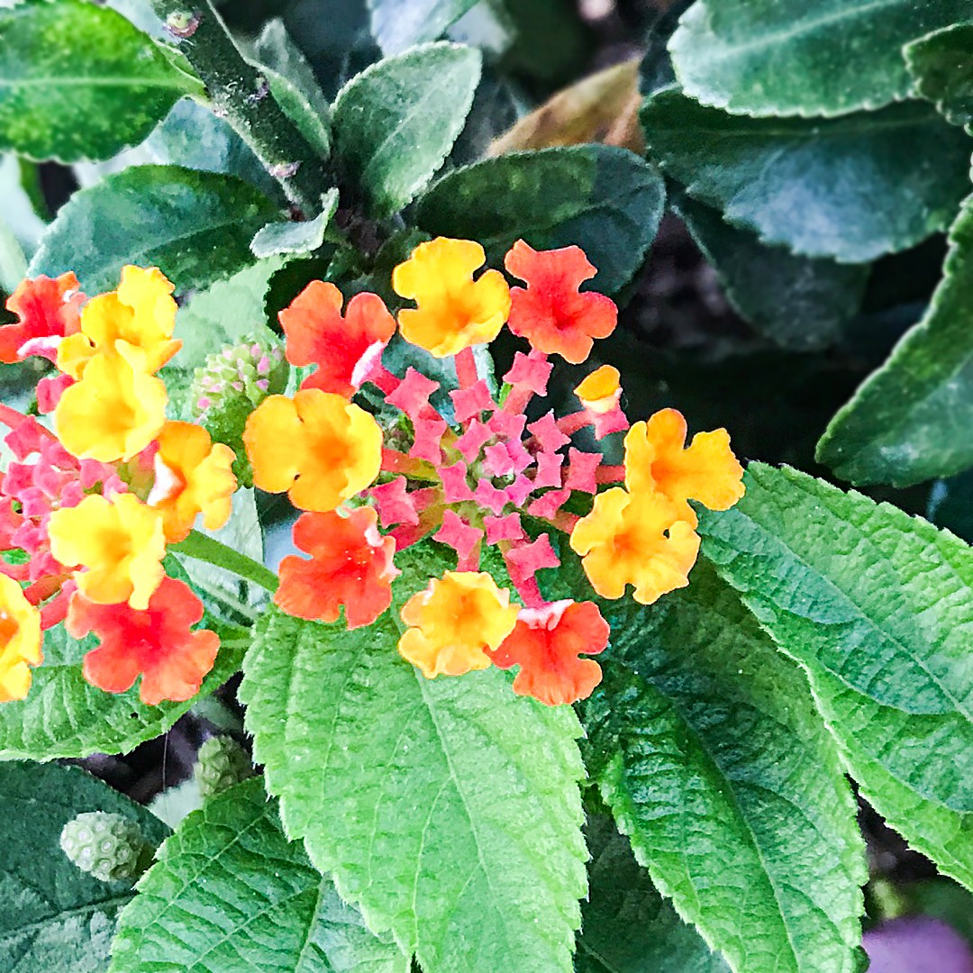 ランタナ ホリダ Lantana Horrida 花言葉 毒性 よくある質問 Picturethis