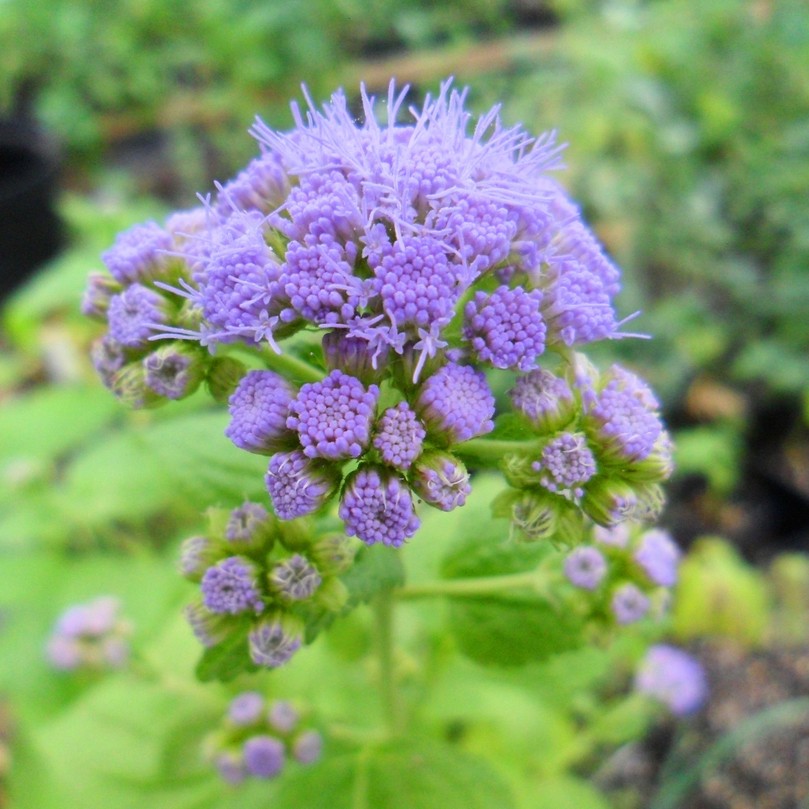 Conoclinium Coelestinum 花言葉 学名 よくある質問 Picturethis