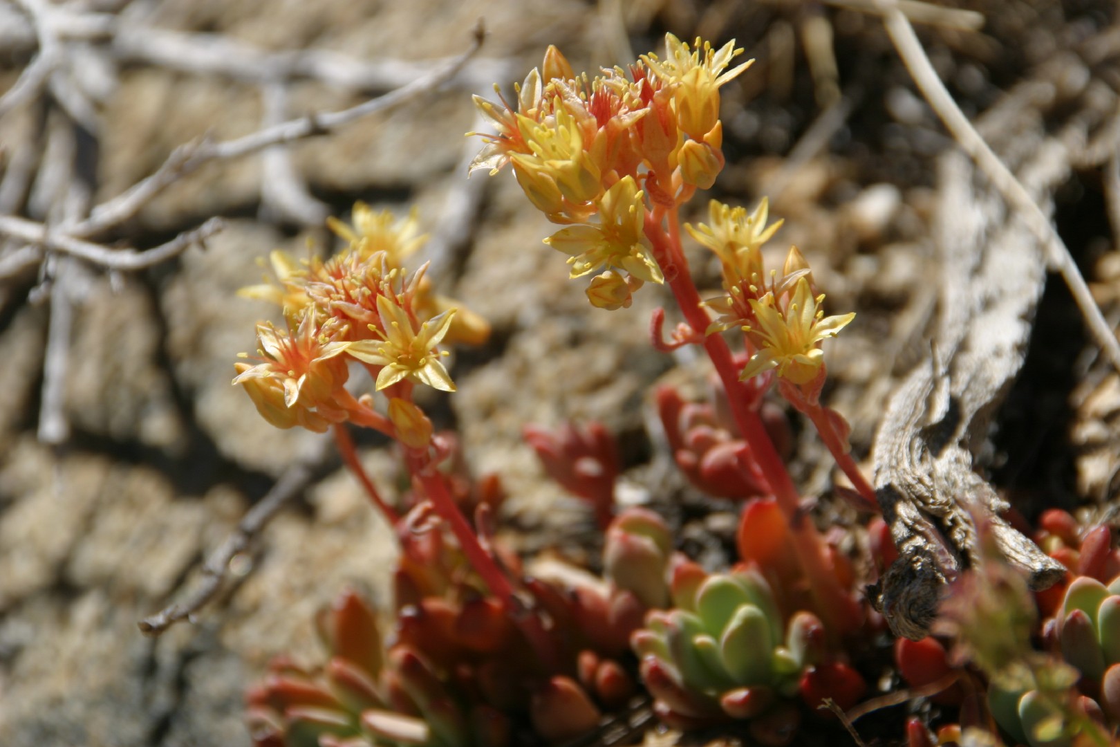 セダム オブツサタム Sedum Obtusatum 日常養生 Picturethis