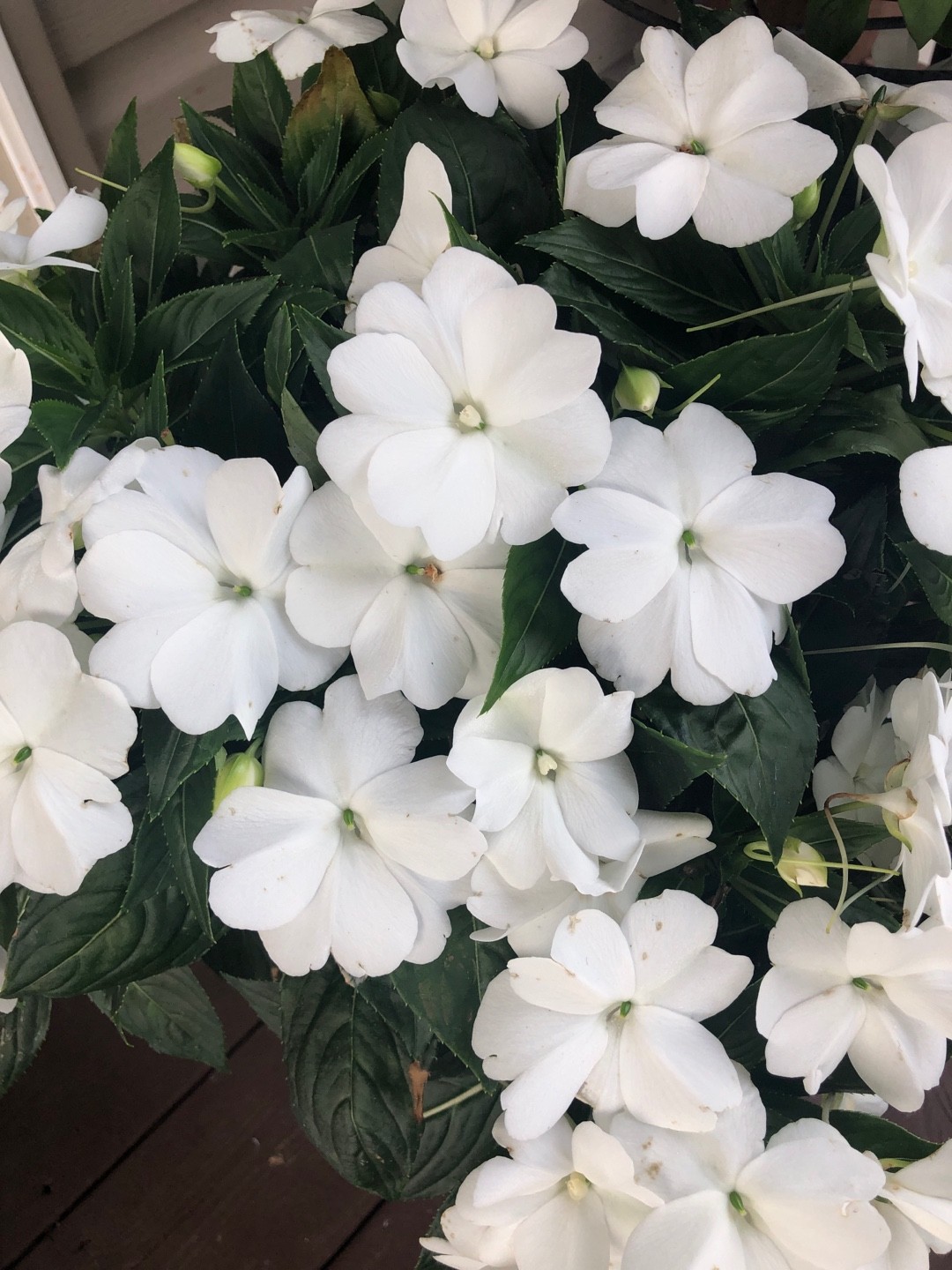 Impatiens (Impatiens) PictureThis