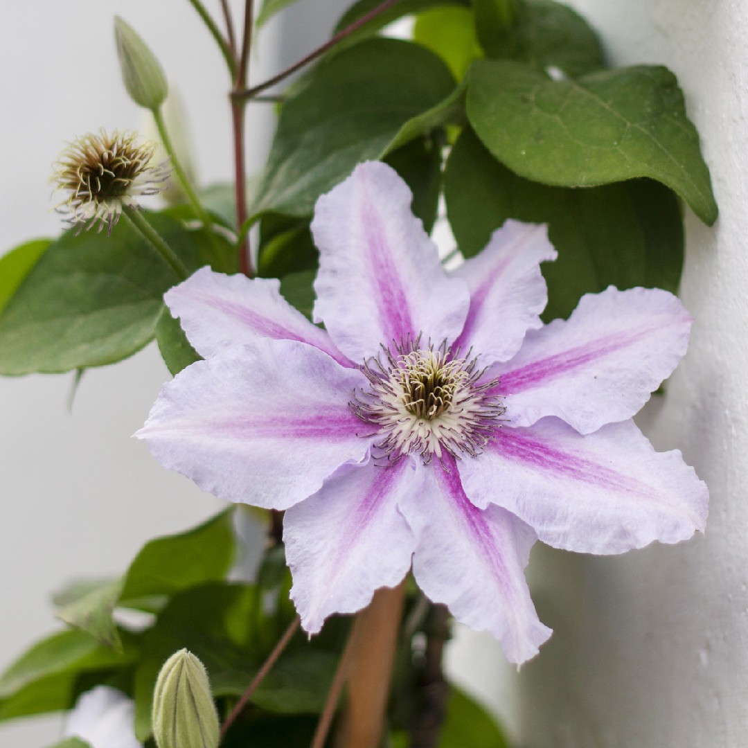 テッセン 鉄線 Clematis Florida 花言葉 学名 よくある質問 Picturethis