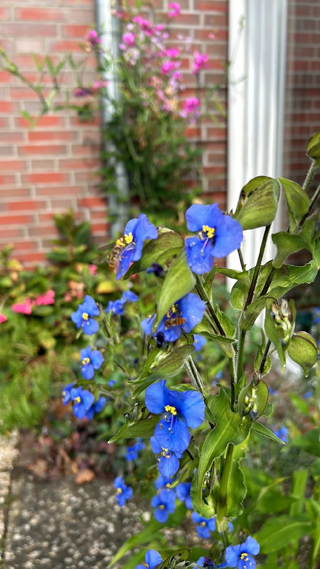 ツユクサ ツユクサ (ケア, 特徴, 花, 画像)