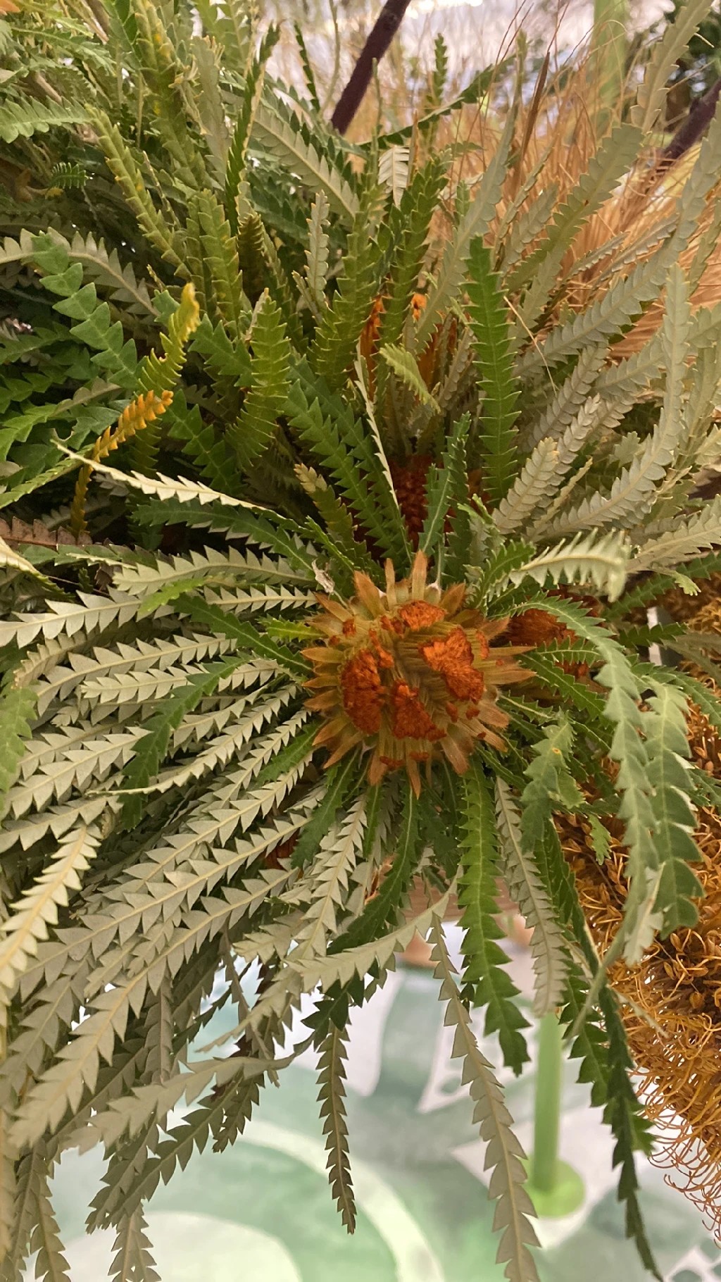 Banksia formosa - PictureThis