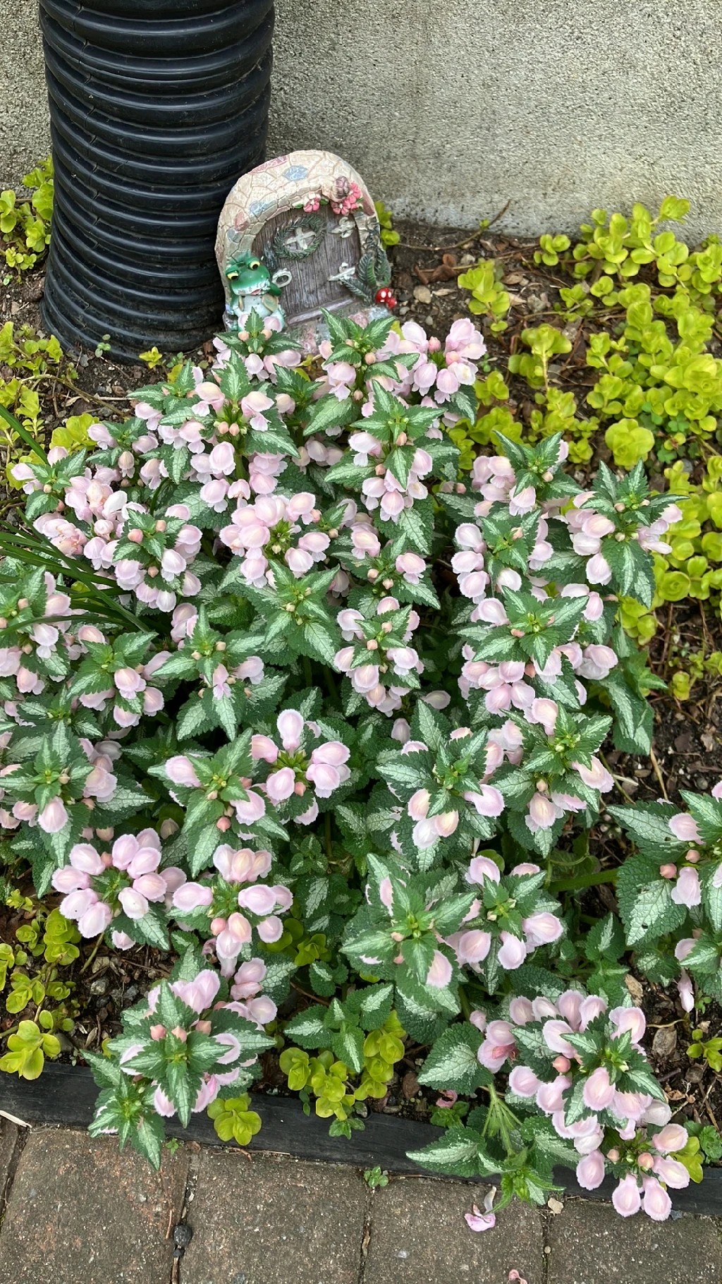 How to Grow and Care for Spotted Dead Nettles 'Pink Pewter'