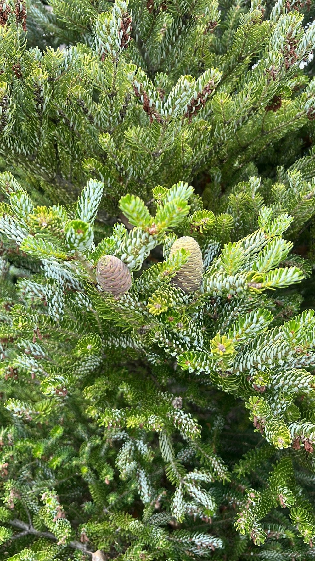 チョウセンシラベの育て方・栽培方法