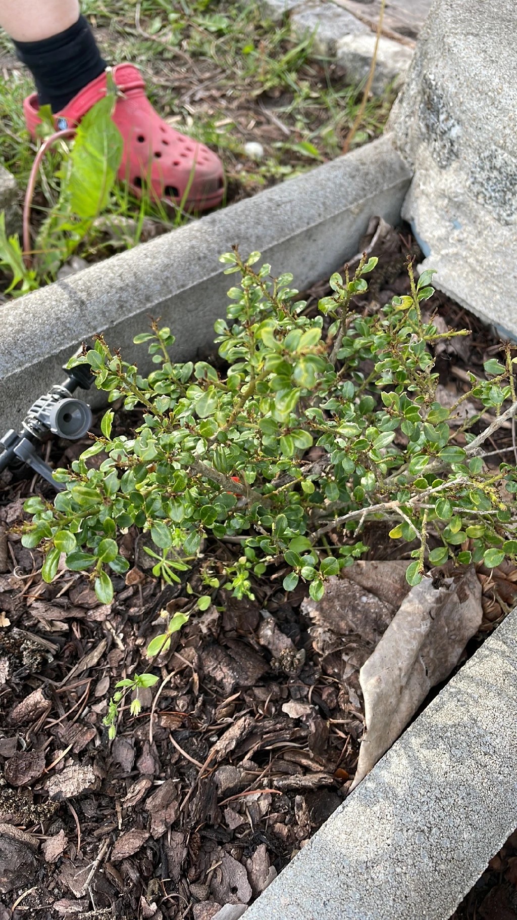 zimmerefeu pflege tipps Zimmerefeu kaufen | Hedera Helix Wonder main image 0