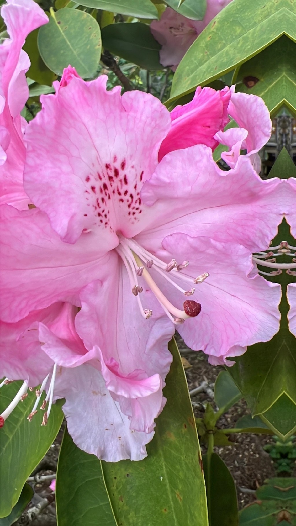 Discover the Amazing Health and Environmental Benefits of Georgian snow rose