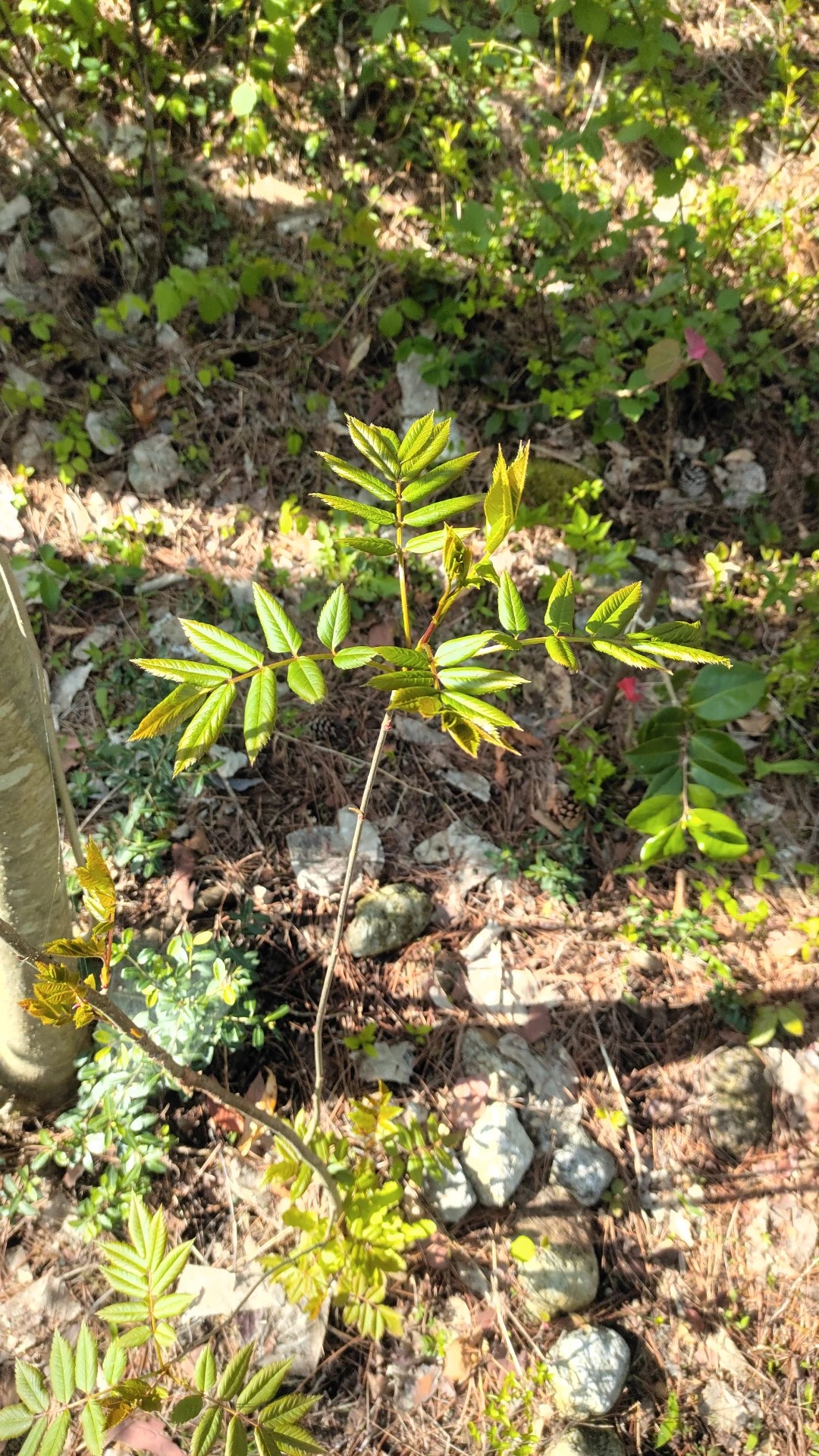 ナナカマド（七竈）の育て方・栽培方法