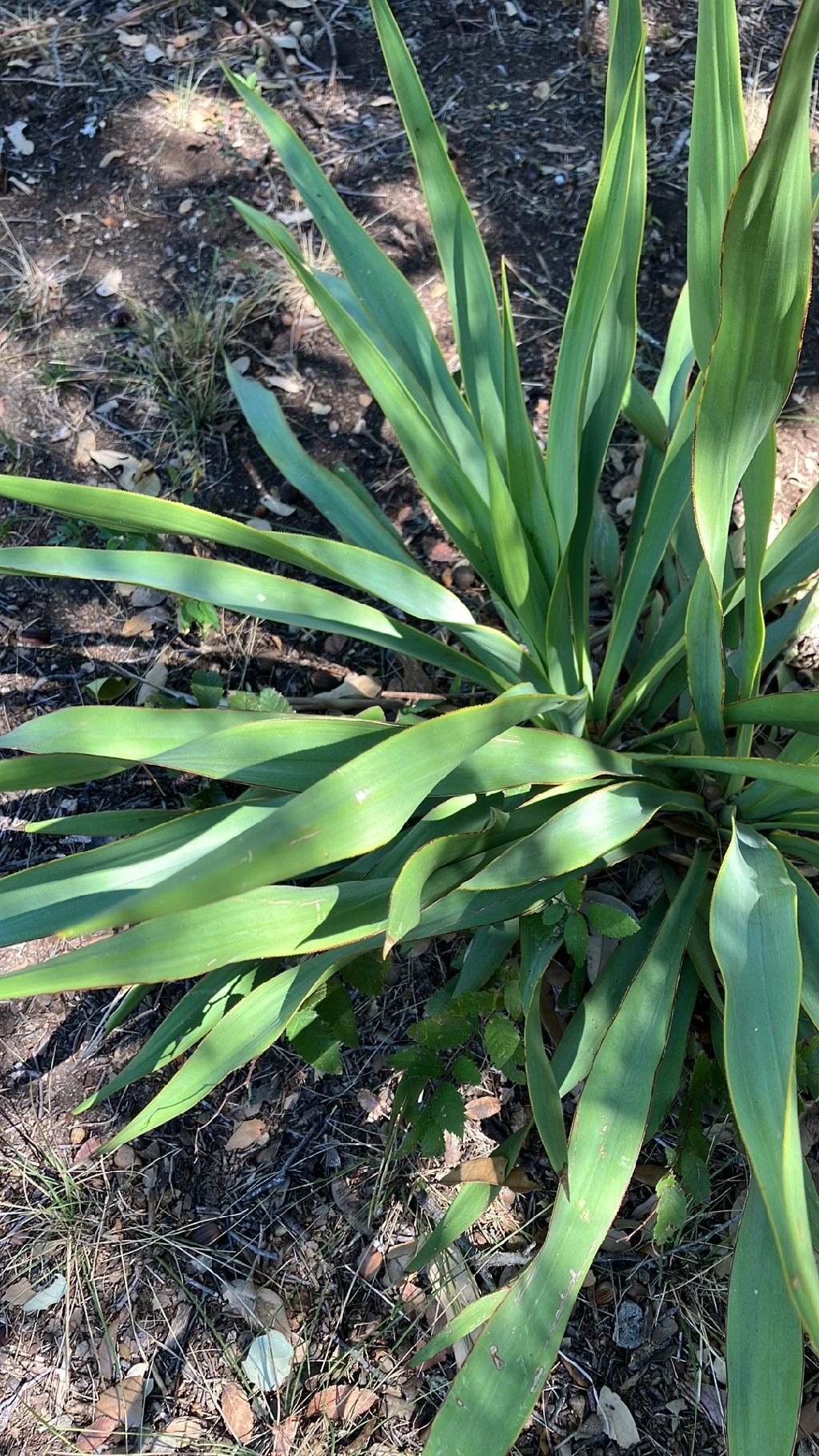 Nodding yucca (Yucca cernua) - PictureThis