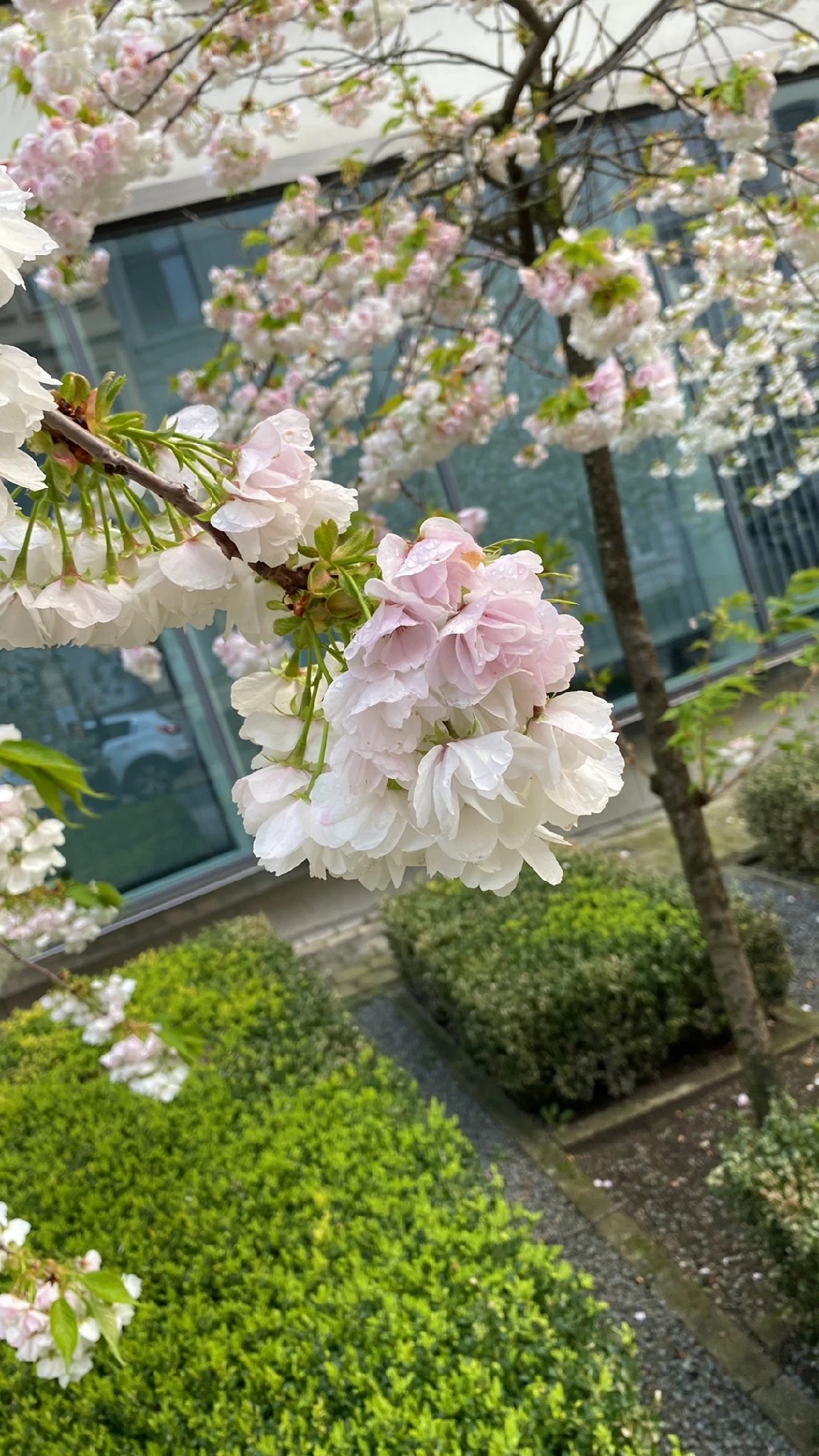 ヤエベニオオシマ(八重紅大島) (Cerasus speciosa 'Yaebeni-ohshima