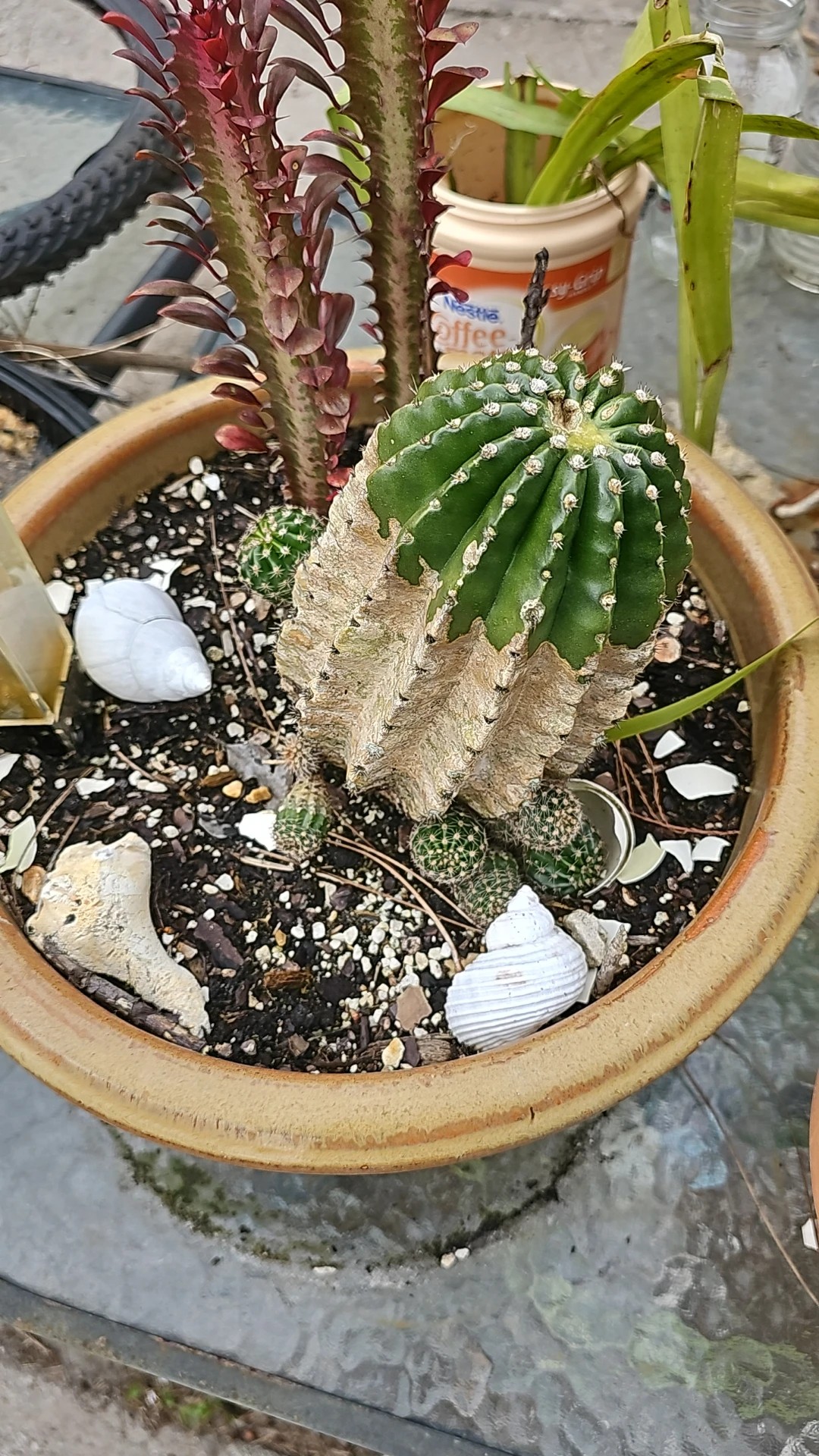 Echinocereus viereckii - PictureThis