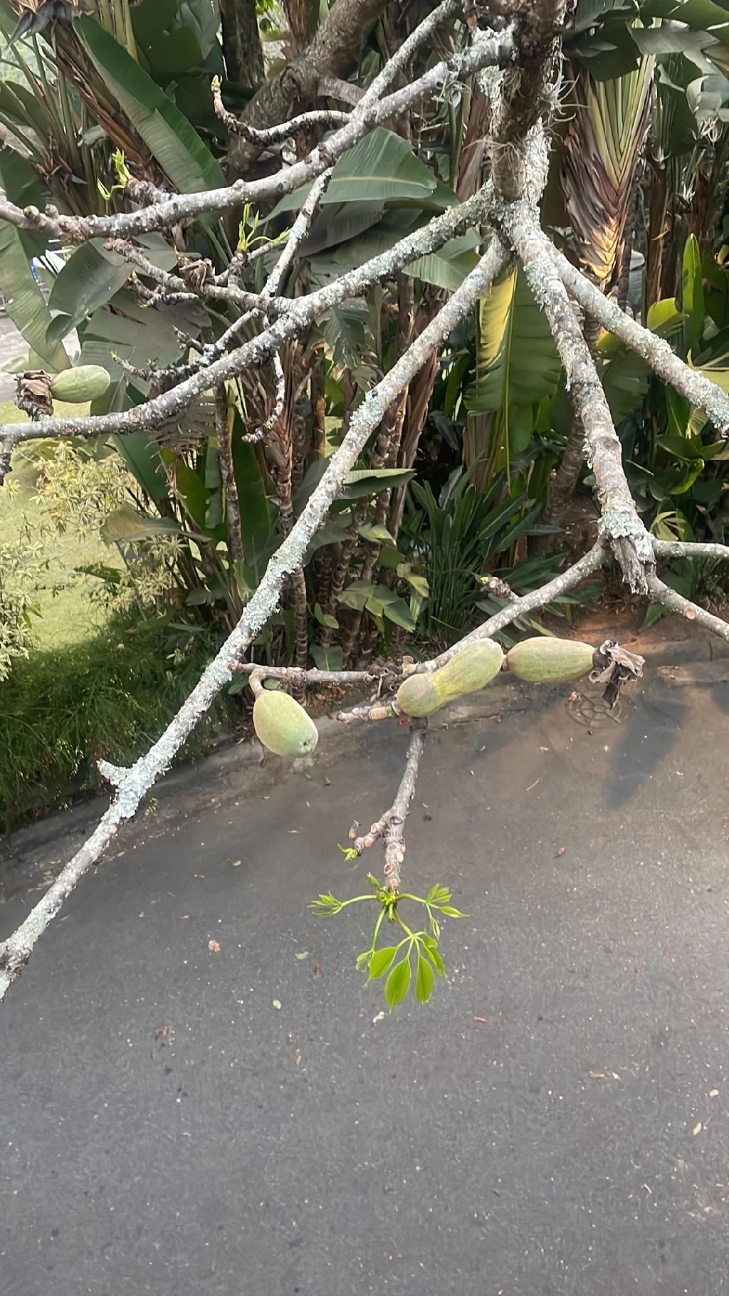 Ceiba aesculifolia - PictureThis
