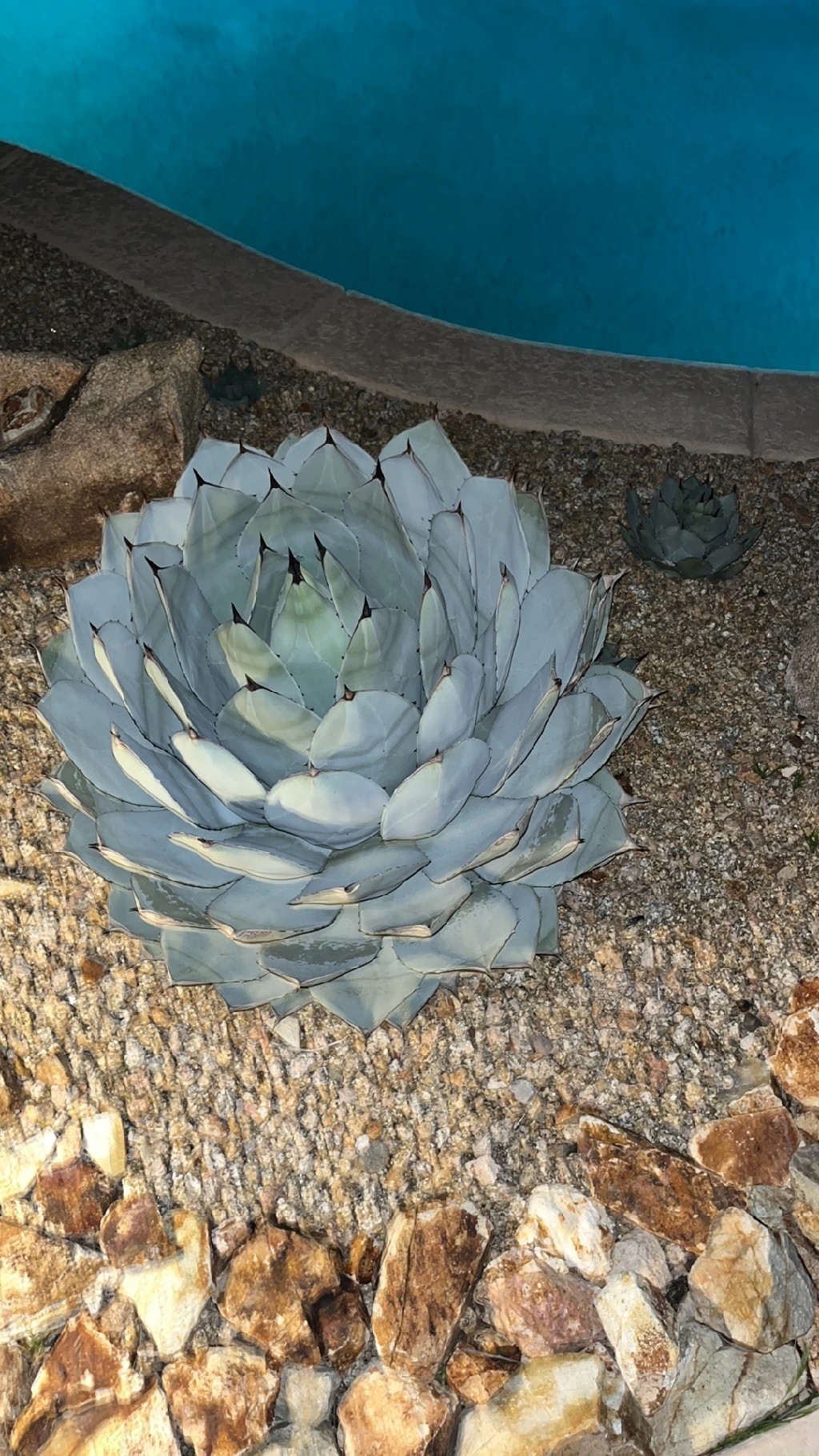 Agave parryi var. huachucensis - PictureThis