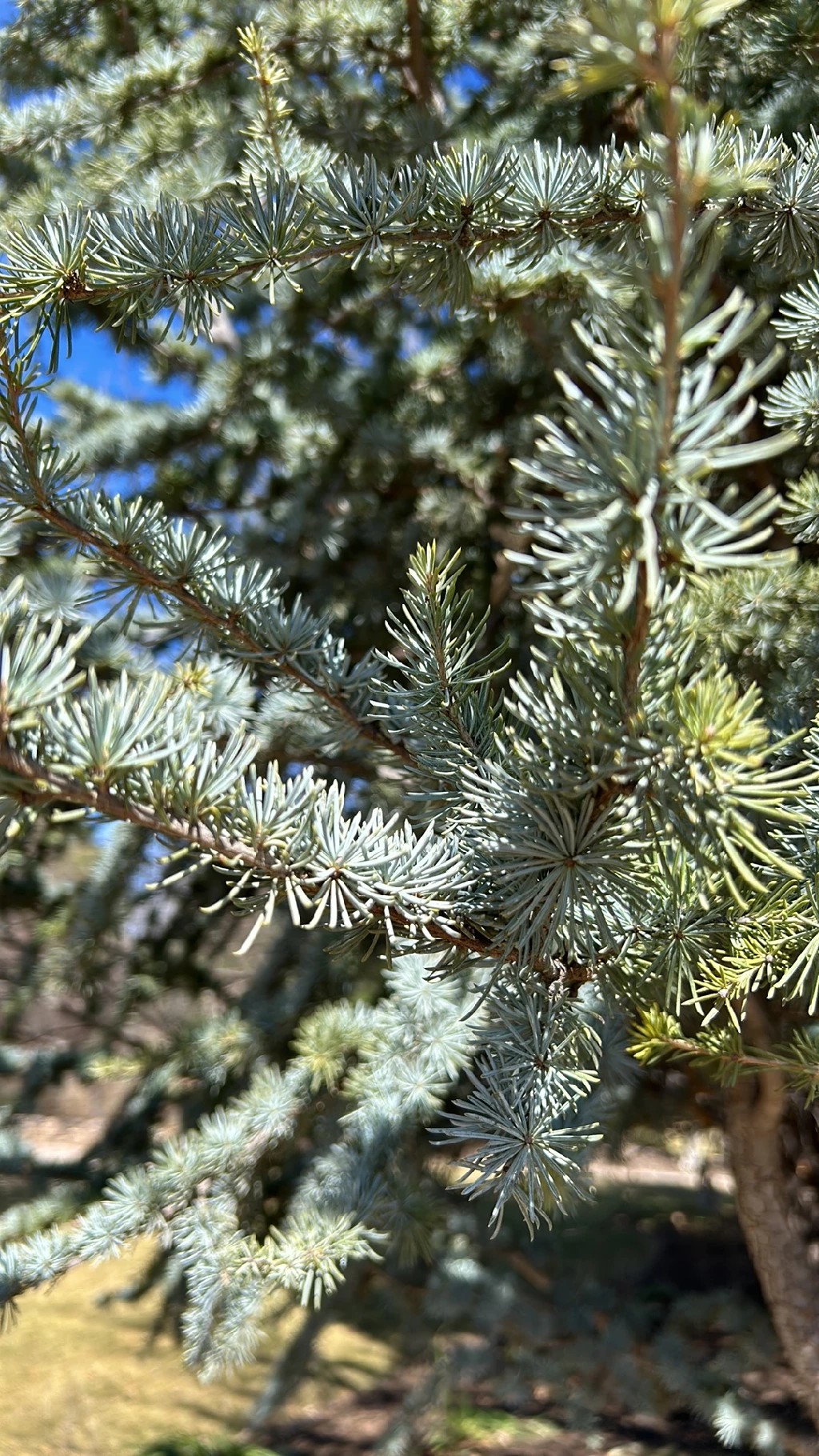 アトラスシーダー 'Glauca'の育て方・栽培方法