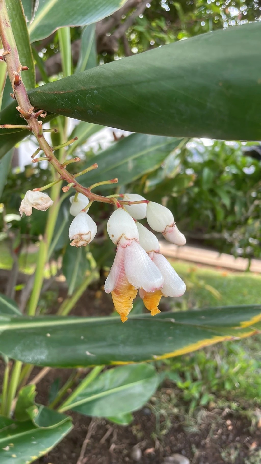 ゲットウ（月桃） 'Variegata'の育て方・栽培方法