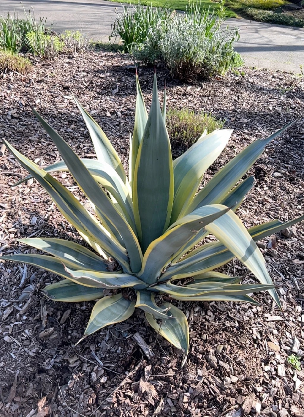 Agave tequilana アガベ テキラーナ 大株 オークション落札商品 【公式