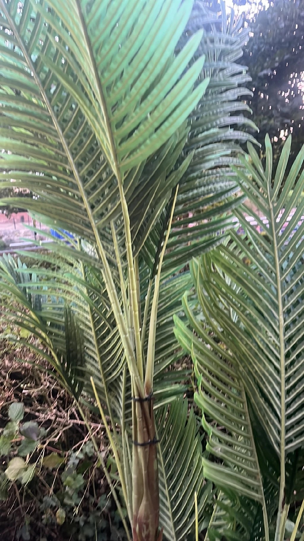 【希少種】Cycas thouarsii（ツアーシーソテツ） Cycas thouarsiiの育て方・栽培方法