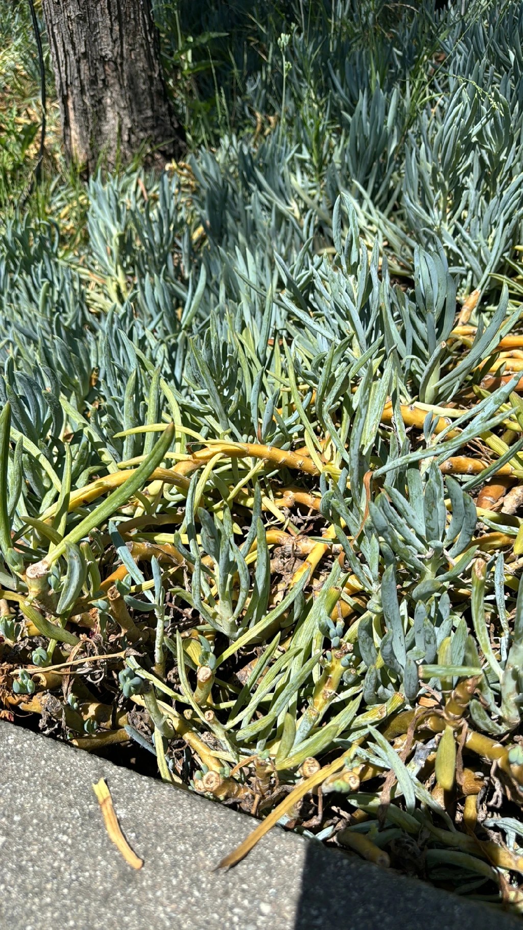 Cycas thouarsiiの育て方・栽培方法