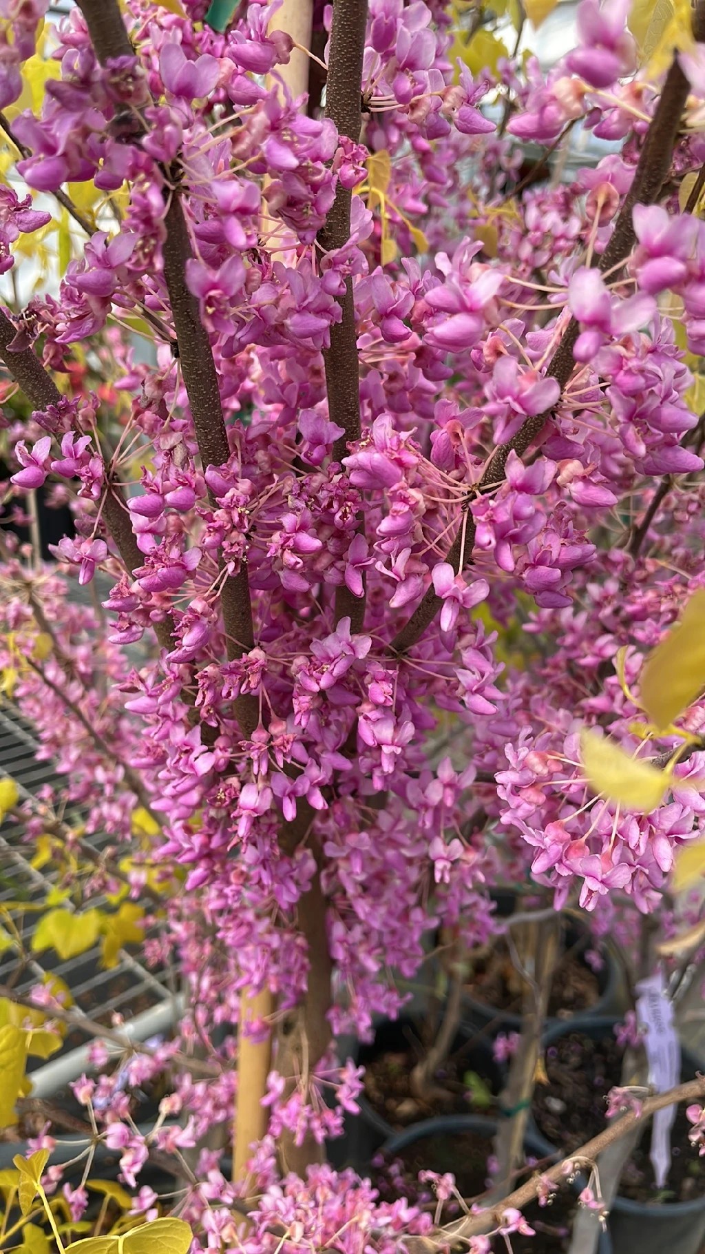 ハナズオウハートオブゴールド アメリカハナズオウ 花 アメリカ