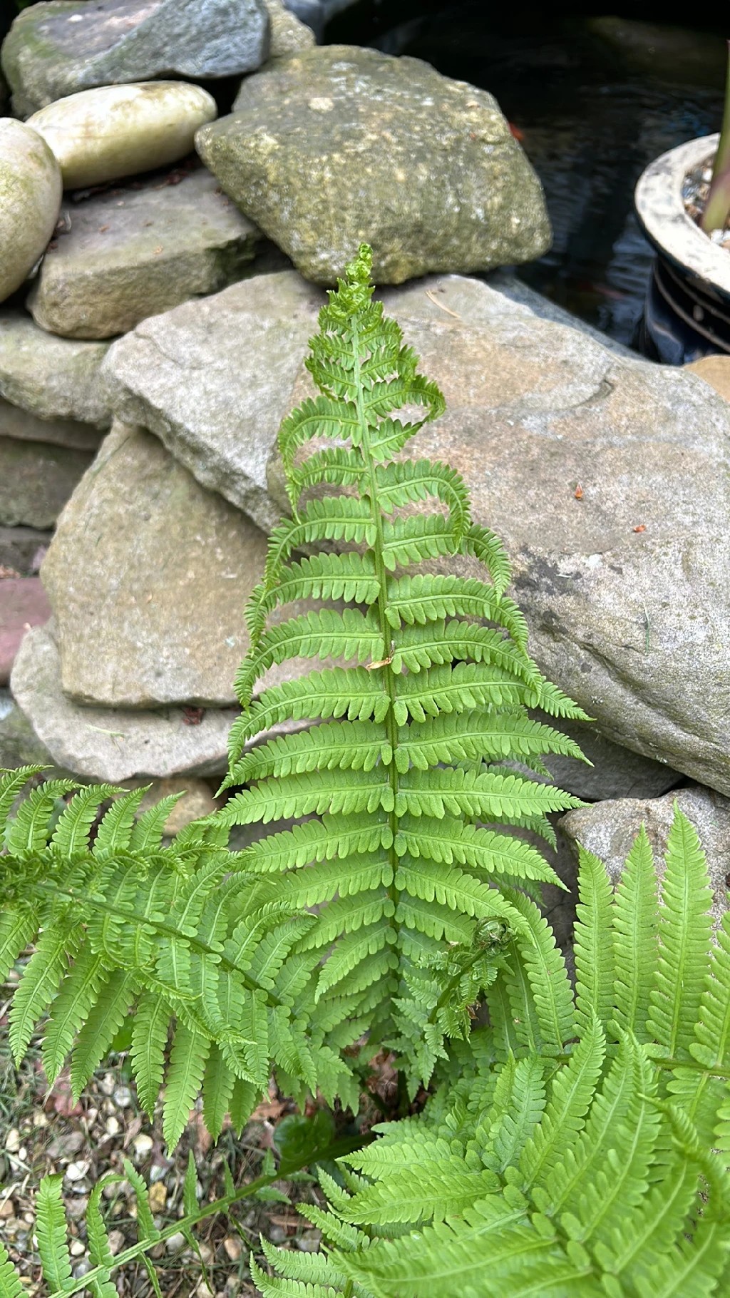 Christiopteris tricuspis マレーシア固有の着生シダ Dryopteris ludoviciana - PictureThis