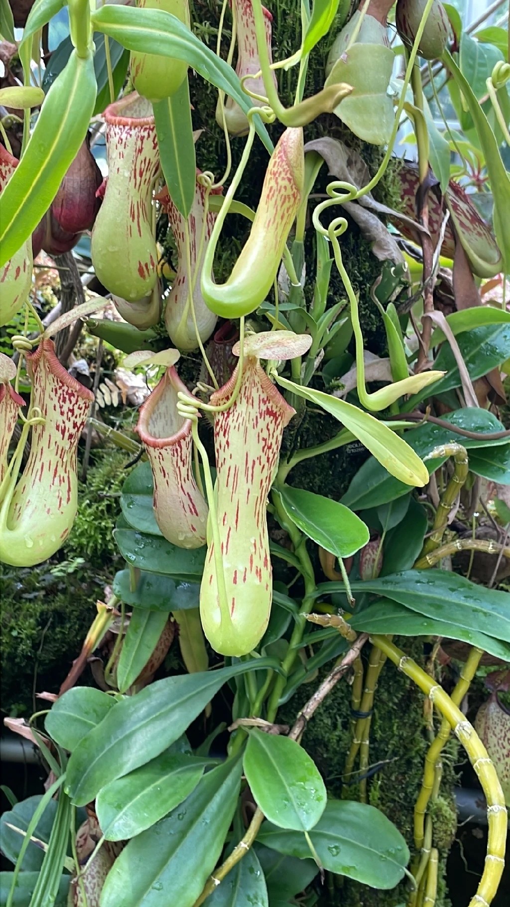 Nepenthes vieillardii - PictureThis
