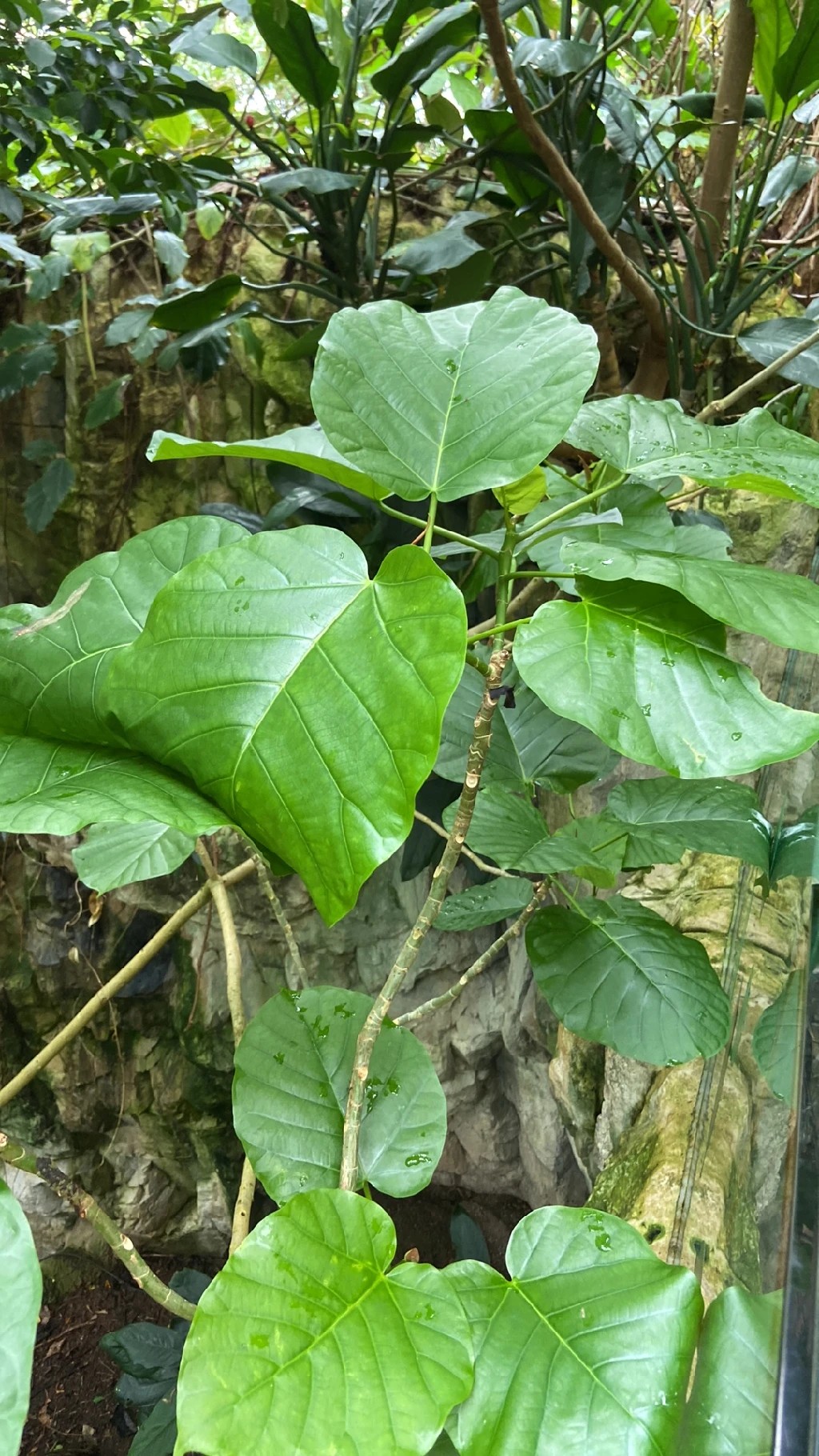 フィカス・ペティオラリス (Ficus petiolaris) - PictureThis