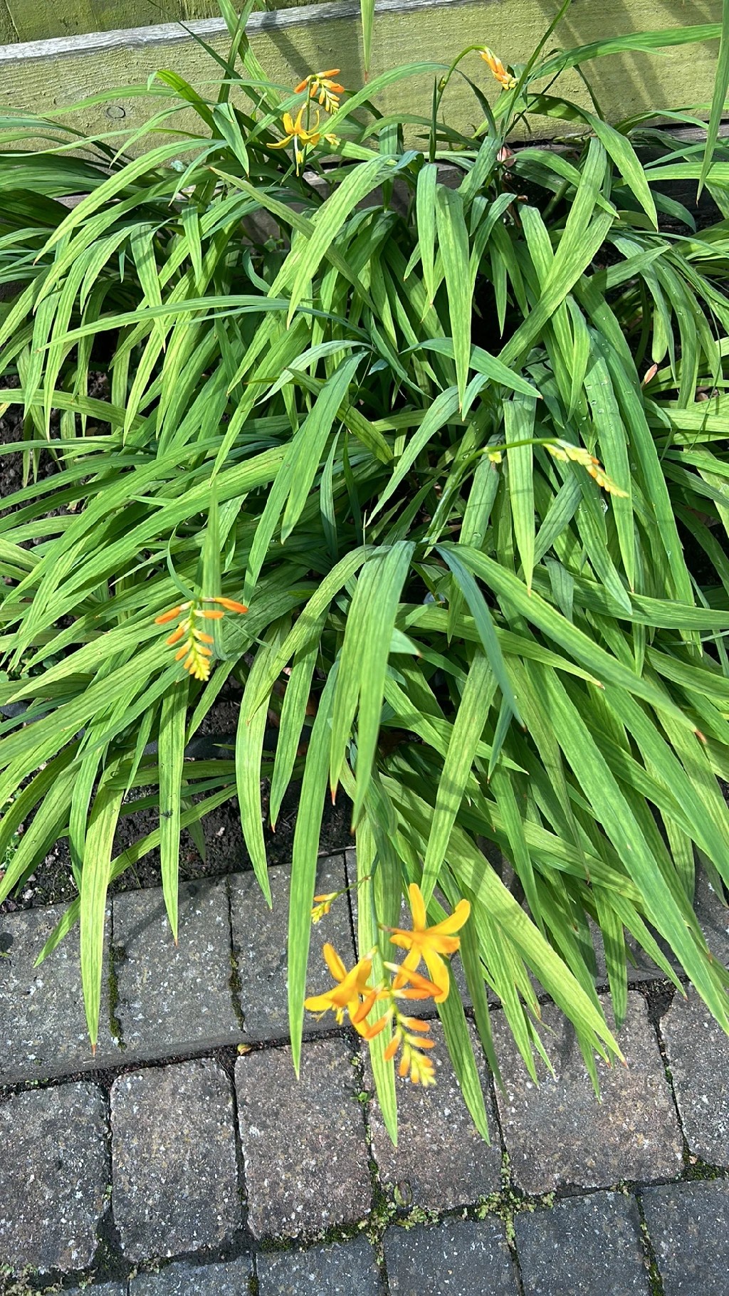 花 chisamama Aunt eliza (Crocosmia paniculata) - PictureThis