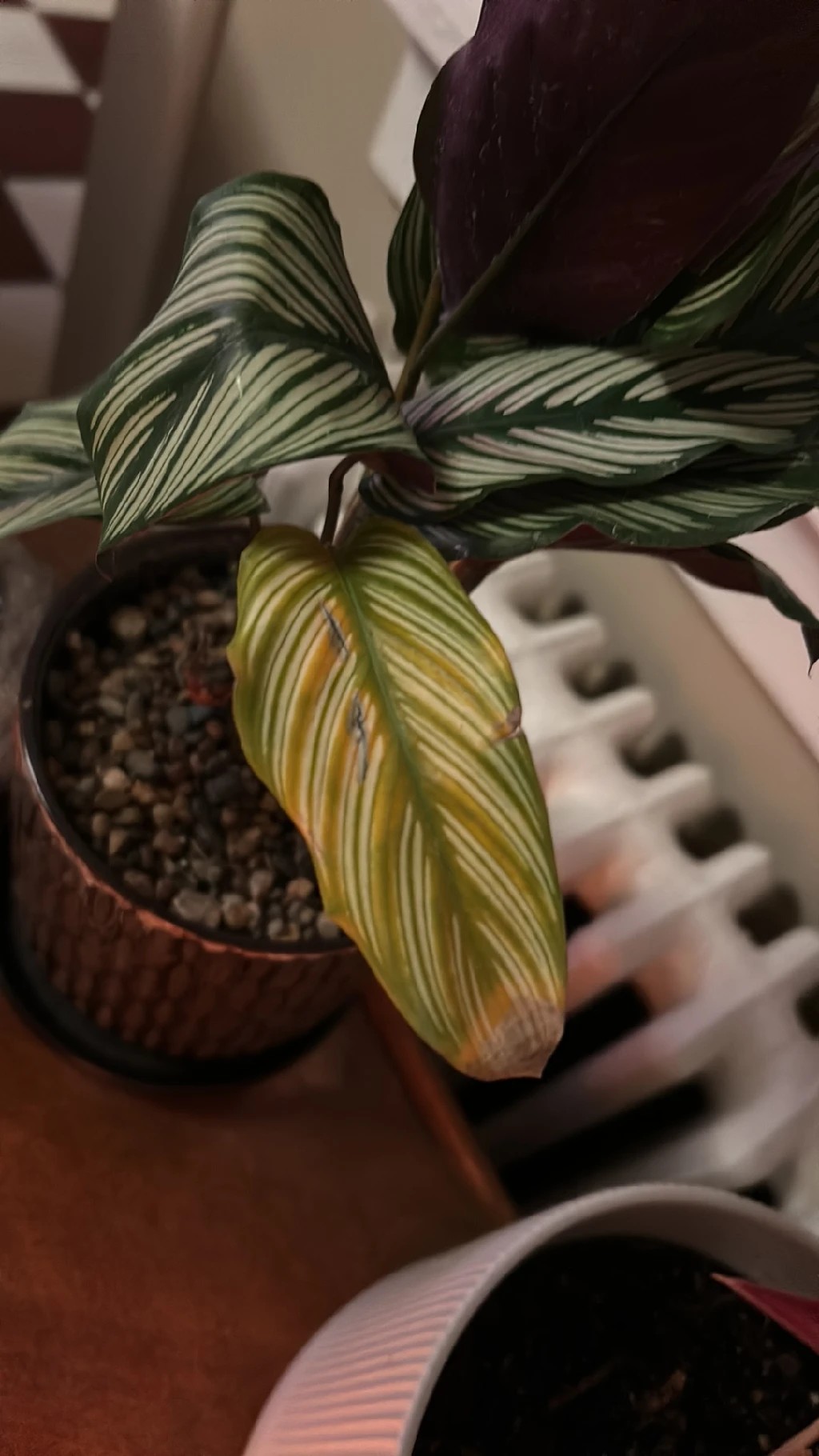calathea warscewiczii cuidados Calathea Warscewiczii – Secret Garden Plant Shop main image 1