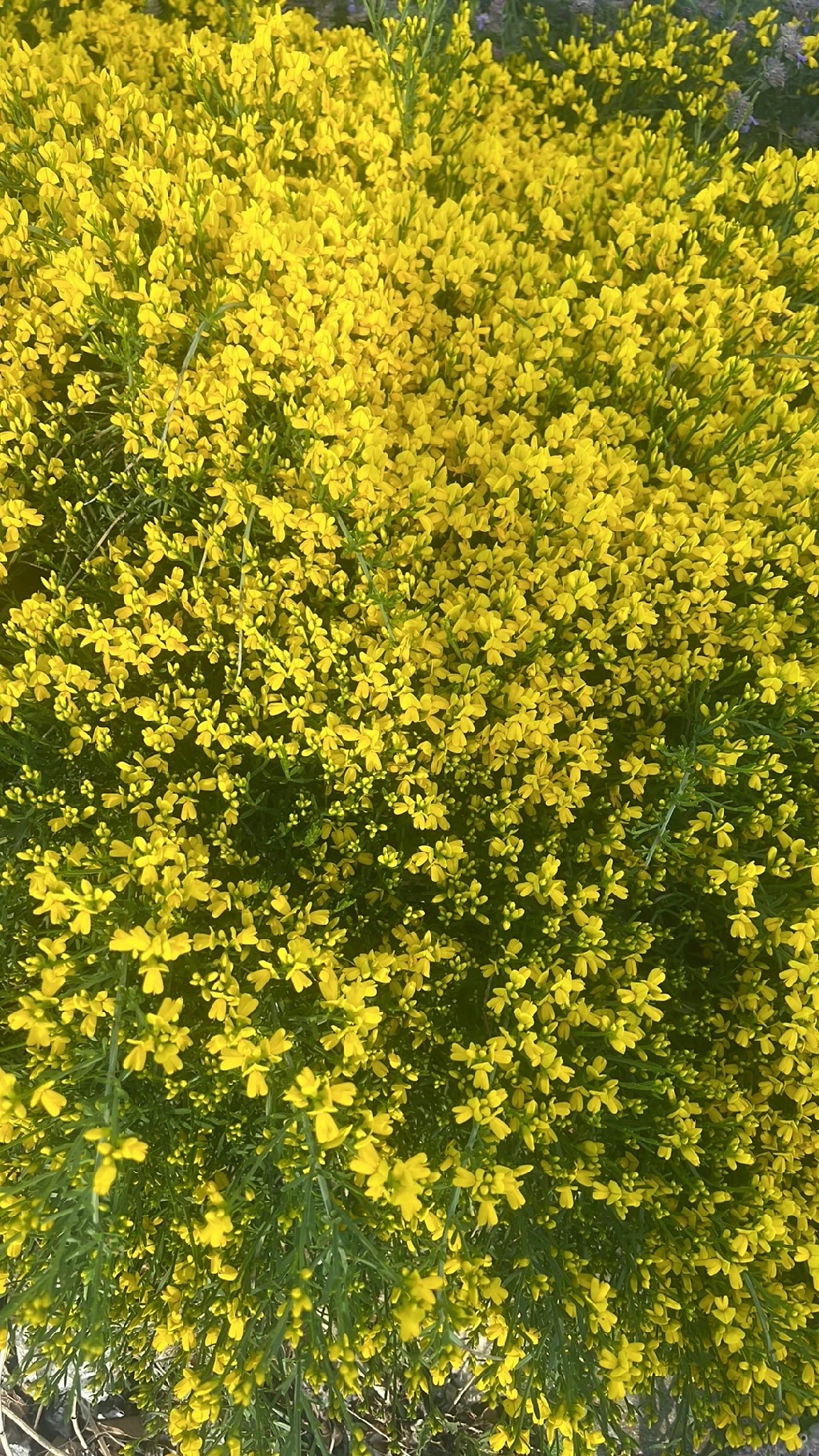 Floriferous greenweed (Genista florida) - PictureThis