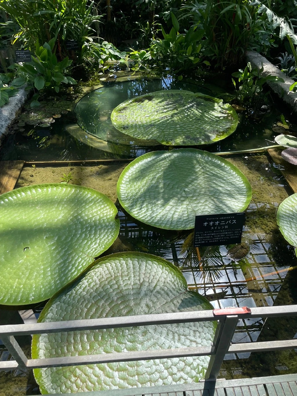 オオオニバスの育て方・栽培方法