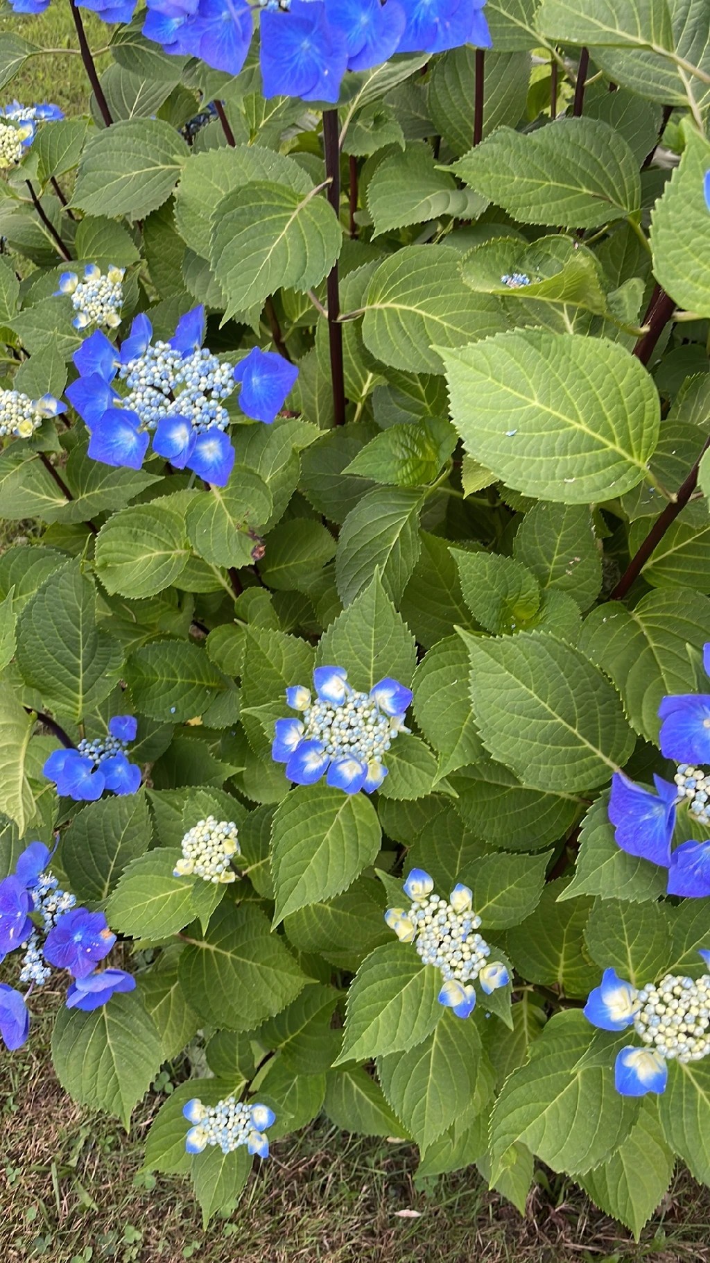 How to Grow and Care for Bigleaf hydrangea 'Zorro'
