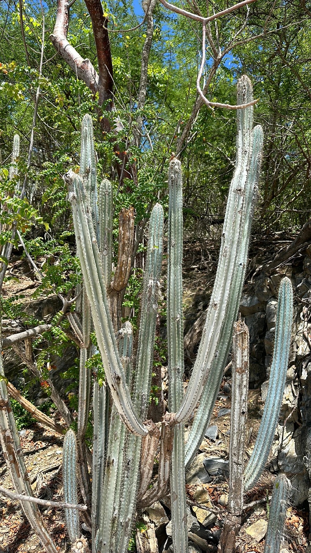 Royen's tree cactus (Pilosocereus royenii) - PictureThis