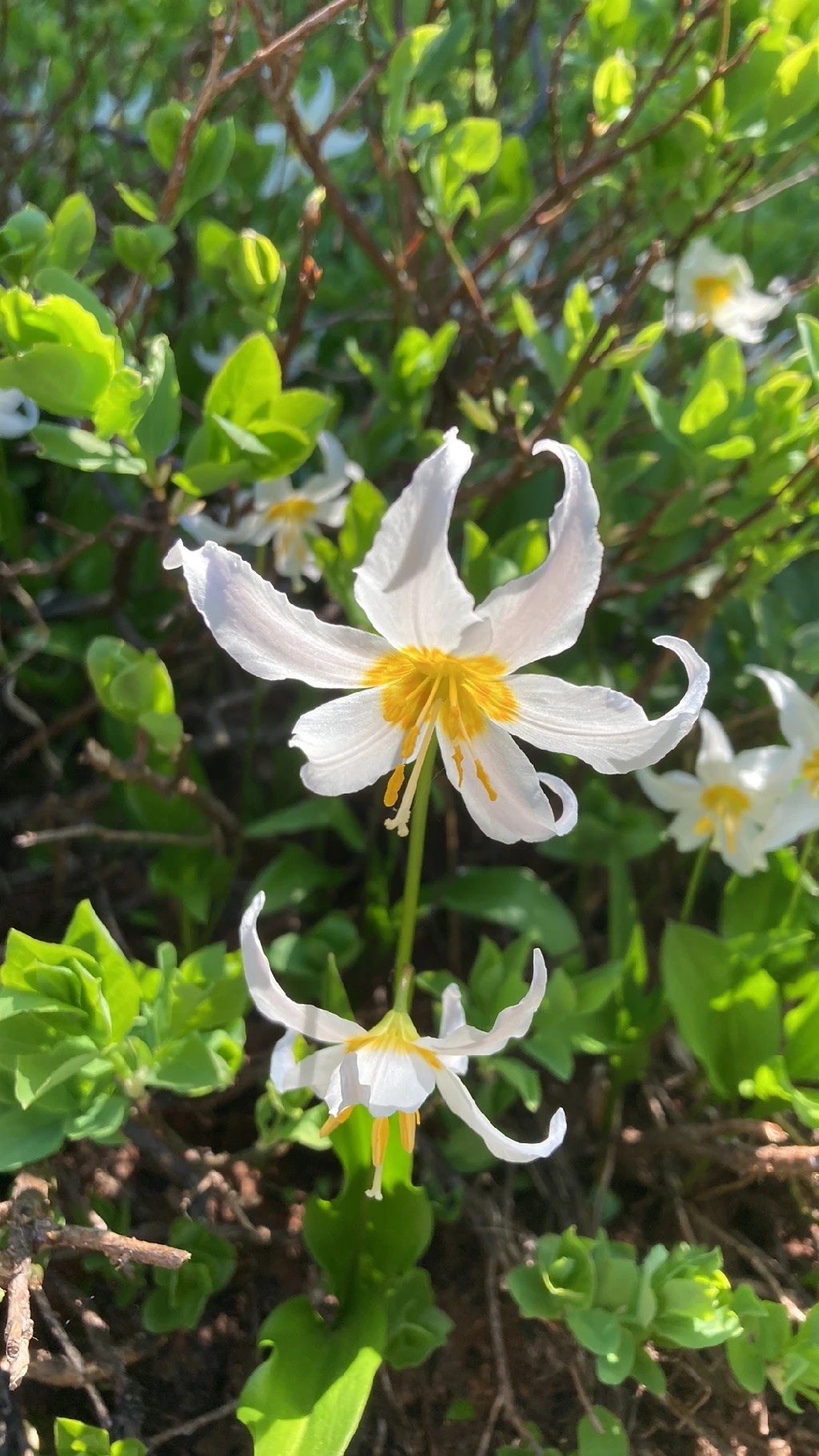 Moonflower Seeds 10 White Avalanche Lily Seeds (Erythronium Montanum) -  Perennial Flower Seeds, USA Lily Of Valley Seeds