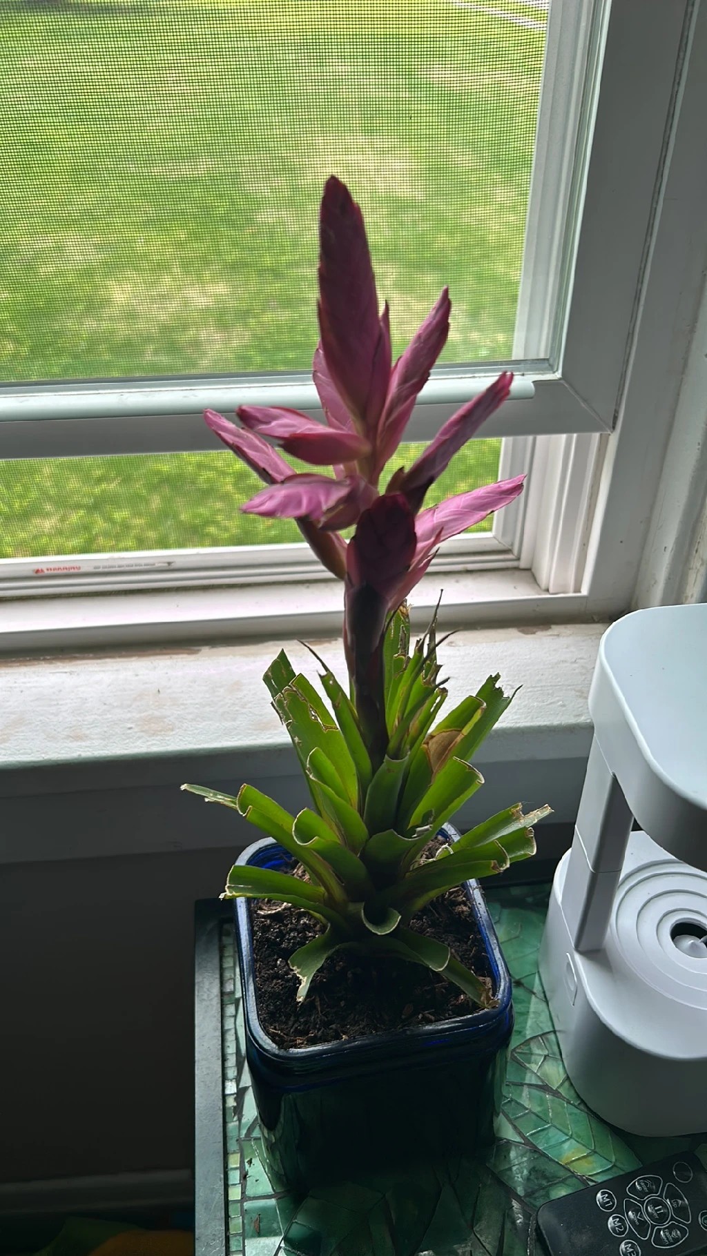 How to Grow and Care for Tillandsia andreana